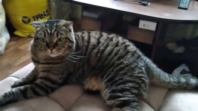 Кошка Мерси   Тигр смотреть онлайн