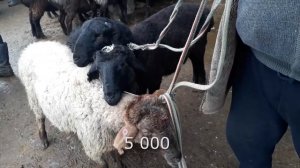 Скотный рынок, Узген |05.02.18| 🐑 🐐  Овцы, козы