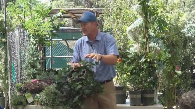 Ground Covers  Vines in Place of Lawns...