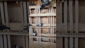 голуби Свердловски ако