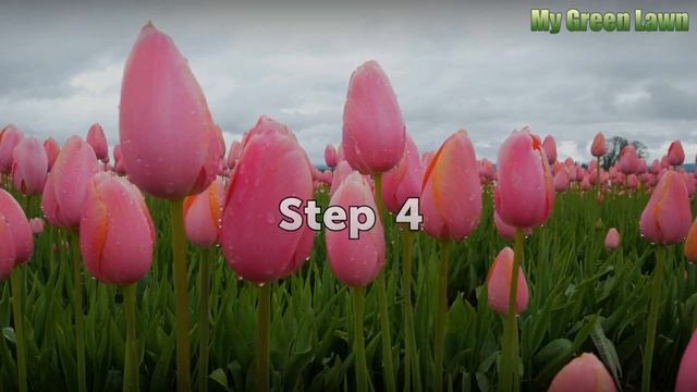 How to Grow a Cotoneaster Hedge смотреть онлайн