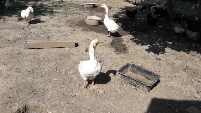 Первый выход в "свет".😱Индюки на прогулке.🦃🦃🦃🦃 смотреть онлайн