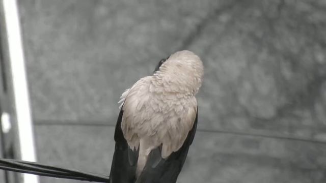 Ворона, чистится смотреть онлайн