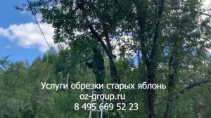 Услуги обрезки старых яблонь на даче. Выезд Агрономов по Москве и области. Звоните и заказывайте!