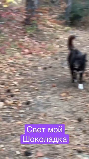 Шоколадка, свет моих очей. От сердца отрываю, но отдам в добрые ручки🏠🙏 смотреть онлайн