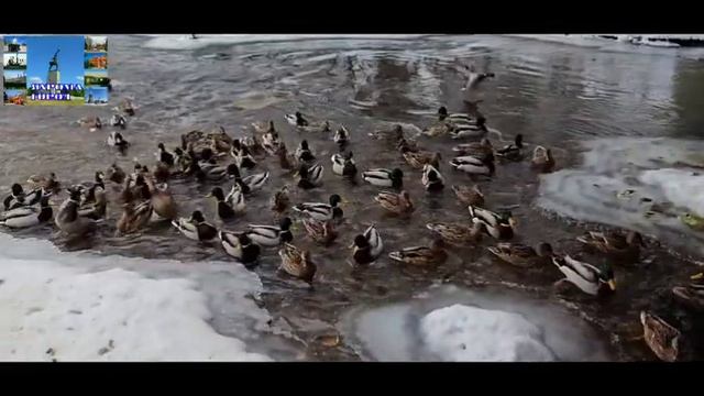Утки в городе. смотреть онлайн