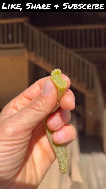 This is cecropia Amazing #fruits #shortsfeed #short #healthyfood #healthy #vegetables #shorts #Yt