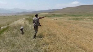 охота на перепела в Армении / Լորի որս / Lori vors / hunting in armenia / Հայ որսորդ / hay vorsord
