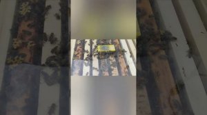 Пчелы не принимают матку, что делать?