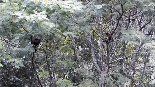 Macaco prego (Sapajus) смотреть онлайн