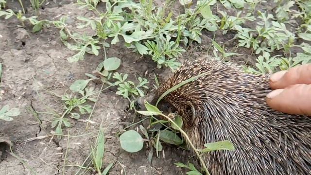 ЁЖ НА ПАСЕКЕ смотреть онлайн