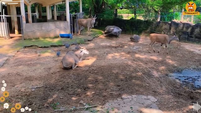 Wild Animal Sounds In Nature: Skunk, Chicken, Marabou Stork, Swan,... | Animal Moments смотреть онлайн