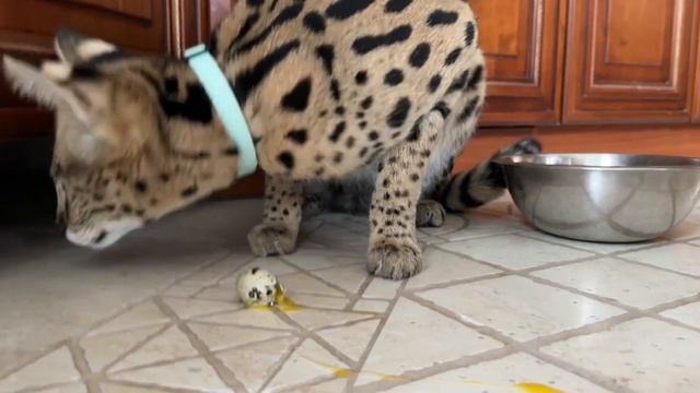 Домашний сервал кушает  serval cat