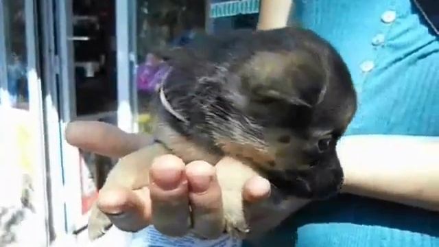 ДОБРЫЕ РУКИ из за спины смотреть онлайн