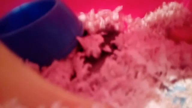 Ответы на наши вопросы от🐹хомяков смотреть онлайн