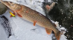 Рыбалка на жерлицы