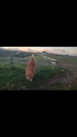 Jumping at Berry head, little duck dog? 🙂