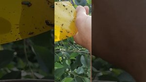 Обзор на ловушку "Бетта" и желтые клейкие ловушки.