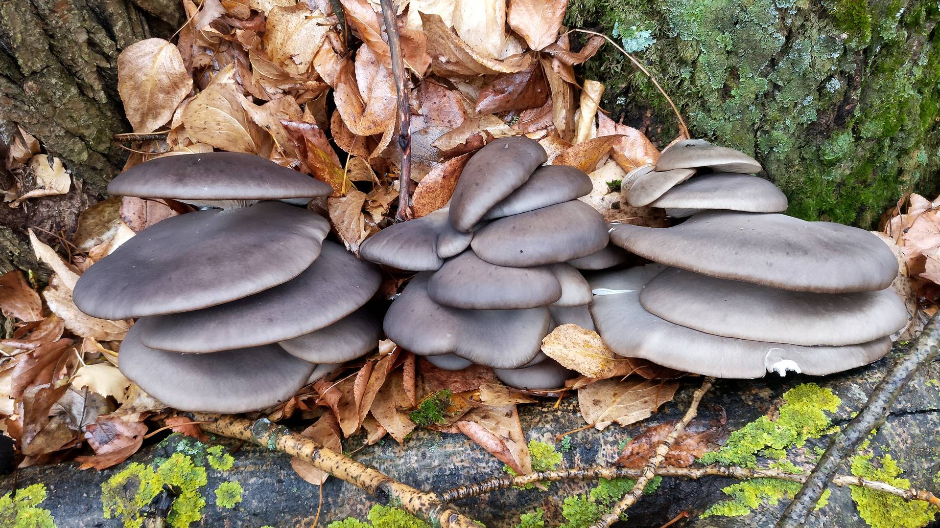 Два Ведра Вешенок в Осеннем Лесу Тихая охота в Самарской области смотреть онлайн