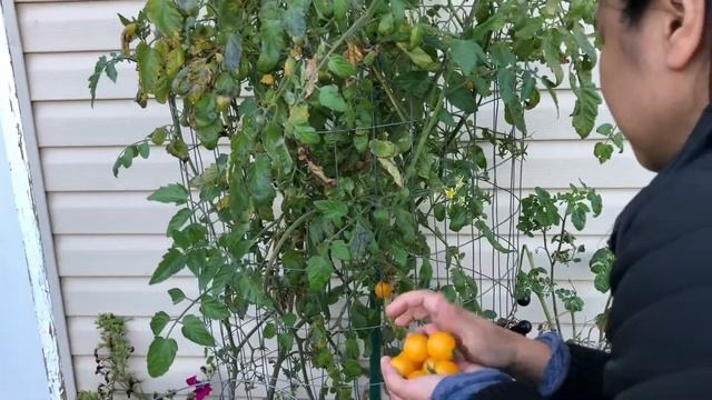 Week 11  |  Harvest Time 2022  |  Fall Season  |  Our Backyard Garden  |  Siblings Goal