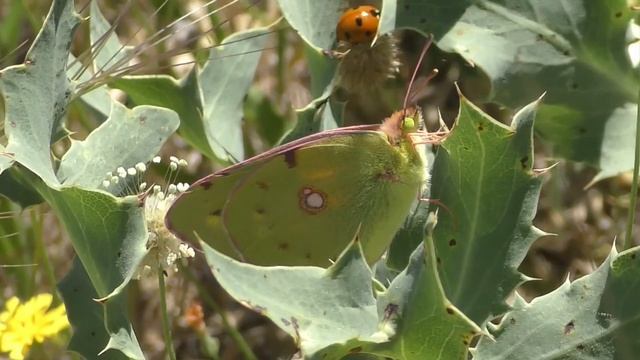 Colias Crocea 4 (Colias común). Muy bien camuflada en un cardo. смотреть онлайн