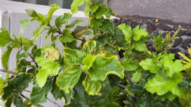 Varieties of Hibiscus from Hawaiian Islands смотреть онлайн