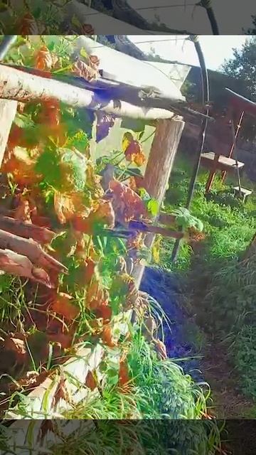 Сад и огород. Рецепт от бабушкисамые лучшие маринованные огурцы с начинкой .сад огород