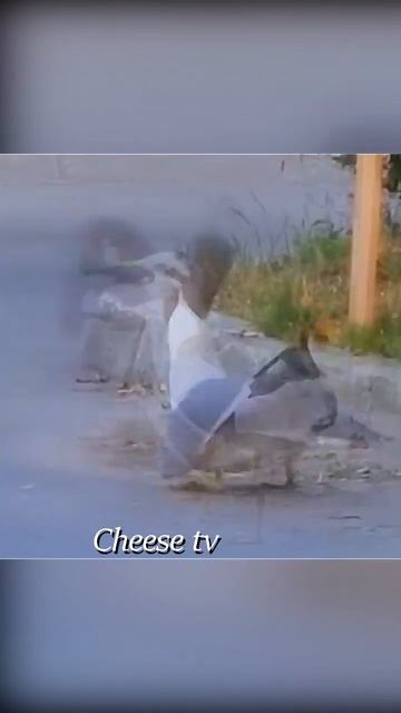 Чайка глотает белку. смотреть онлайн