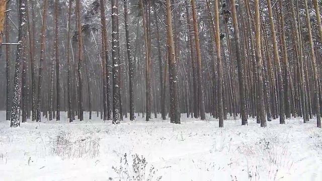 Зима сосны в снегу смотреть онлайн