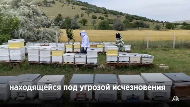 В турецких степях занимаются размозжением «анатолийской пчелы», находящейся под угрозой исчезновени