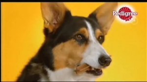 Reklama Pedigree Dentastix 2013 Polska