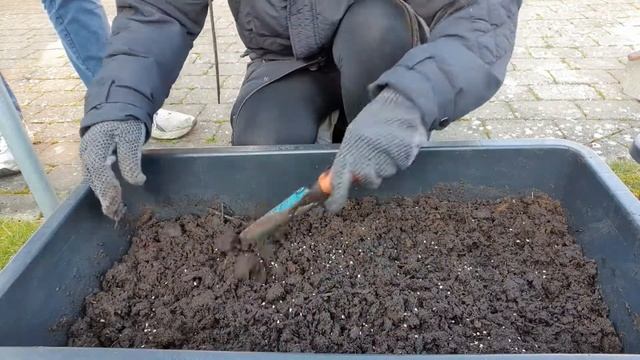 LET'S TRY TO GROW TOMATO & CUCUMBER OR AGURK смотреть онлайн