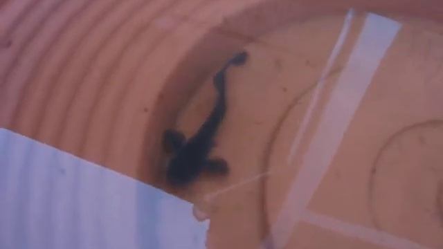 Огромный сом! Вы таких не видели!.AVI смотреть онлайн