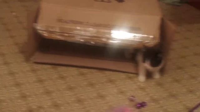 Новые приключения кошек смотреть онлайн