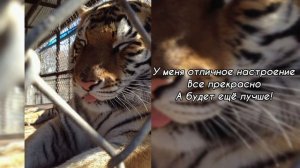 Саблиминал на хорошее настроение
#саблиминал #аффирмации #хорошее #настроение