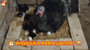 Индюшка высидела 15 цыплят Джерсийских Гигантов за 21 день 🦃 🐣🐤