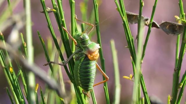 Zadelsprinkhaan - Ephippiger diurnus - Annelies van Klinken смотреть онлайн