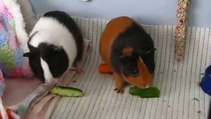 Морские свинки