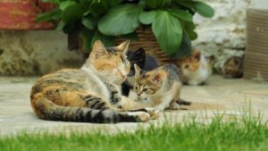 КОШКА РОДИЛА КОТЯТ И ПРОСИЛА О ПОМОЩИ, НО ВСЕ ПРОХОДИЛИ МИМО! НО ЗАТЕМ ПРОИЗОШЛО НЕВЕРОЯТНОЕ!