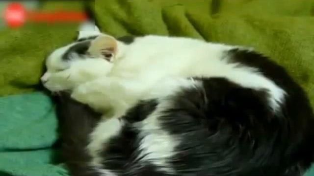 Видео Подборка Приколов с Животными 15 Кошки Собаки Смешные Животные 2015 смотреть онлайн