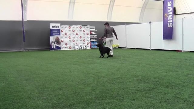 Алещенкова Елена и лабрадор REAL PERSON BEYONCE /РЕАЛ ПЕРСОН БЬЁНСЕ смотреть онлайн