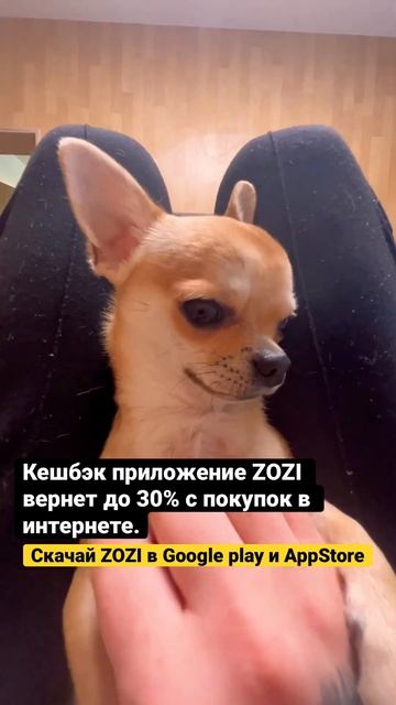 Чихуахуа поёт. #чихуахуа #чихуашка #собака #юмор #зоомагазин #чихуа #щенок смотреть онлайн