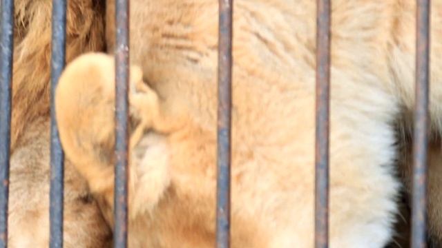 Будем знакомы: Царь! смотреть онлайн