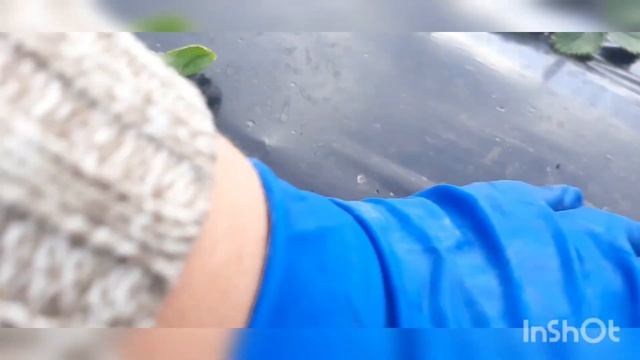 Як прижилася полуниця посаджена 12 вересня. #полуниця ,#ягоди , #якприжиласьполуниця. смотреть онлайн