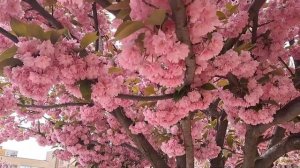 Какие Лечебные Свойства Скрывают Цветы Сакуры