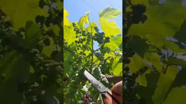 Удаление лишних соцветий на винограде для улучшения его развития! смотреть онлайн