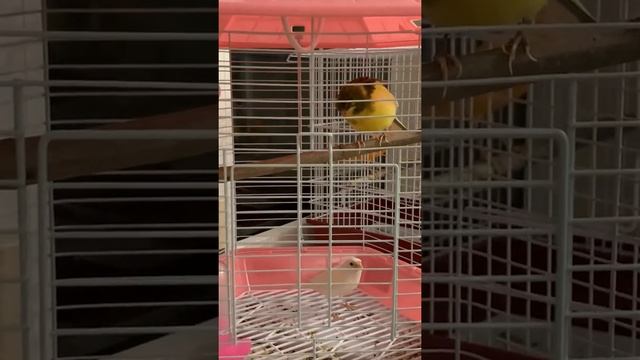 Канареечки .😂❤️. смотреть онлайн
