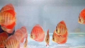 Red Cover - Blue Rim 4" to 5"