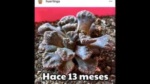 TITANOPSIS CALCAREA