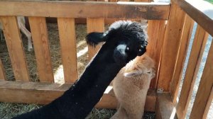 альпаки любятся